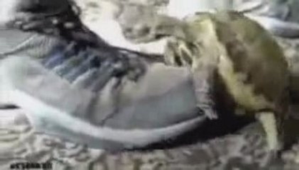 Turtle Fail