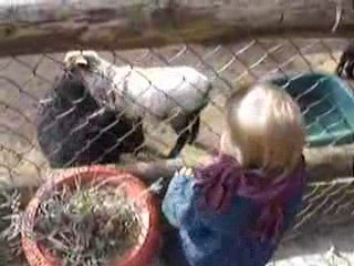 Aimie et les petites chèvres