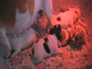 Bébés Jack Russell