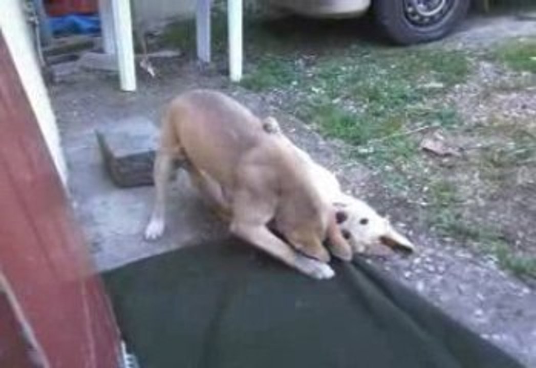 Combat de bébé chien