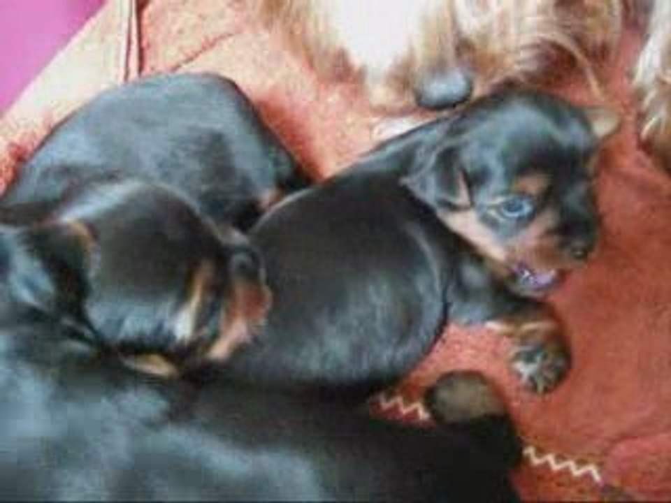 Bébés chiens_0001