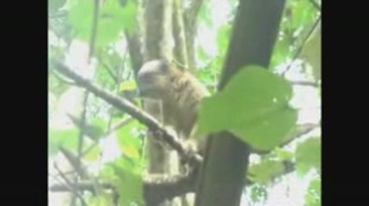 MAYOTTE Faune sauvage intense
