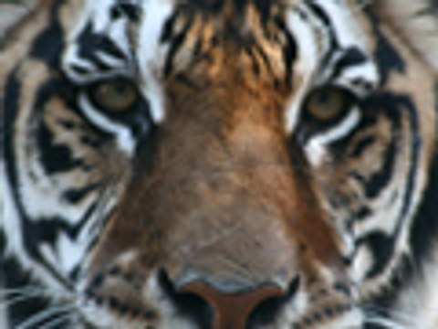 Feeding 23 LIONS, TIGERS & LIGER!