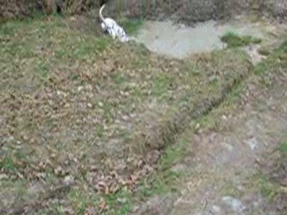 Angie qui saute dans l'eau