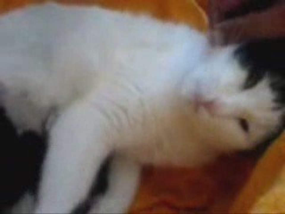 La catmovie