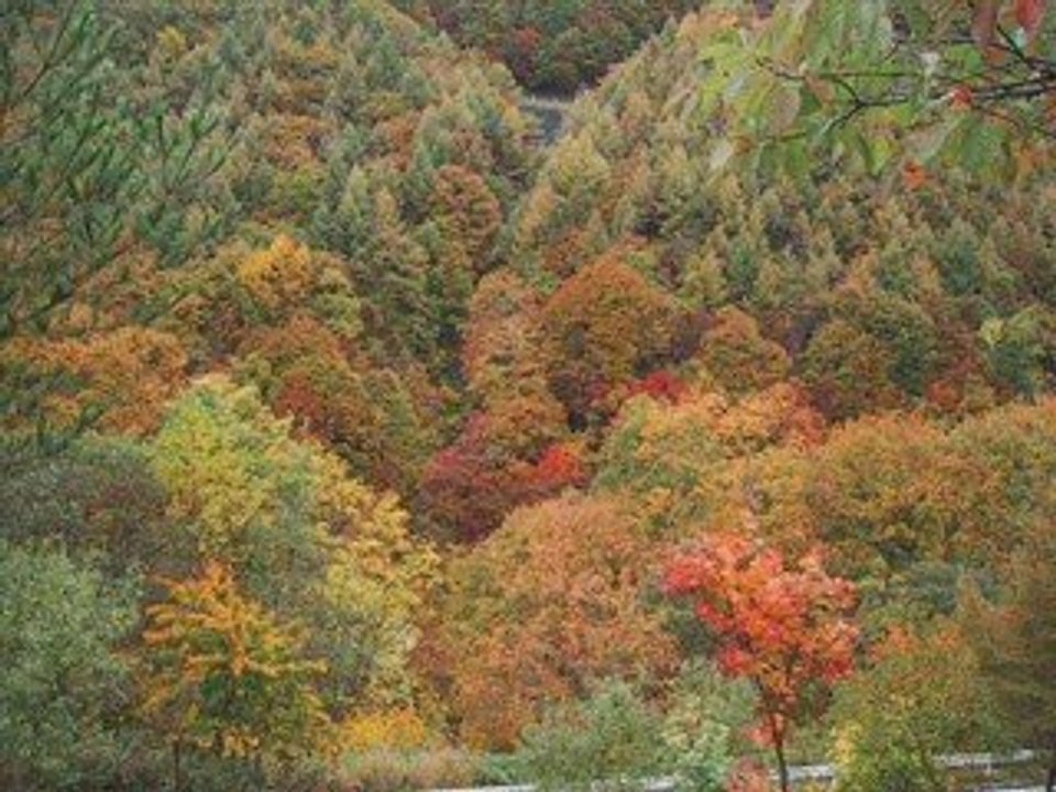 Will you go Lassie_TomBroxExanos