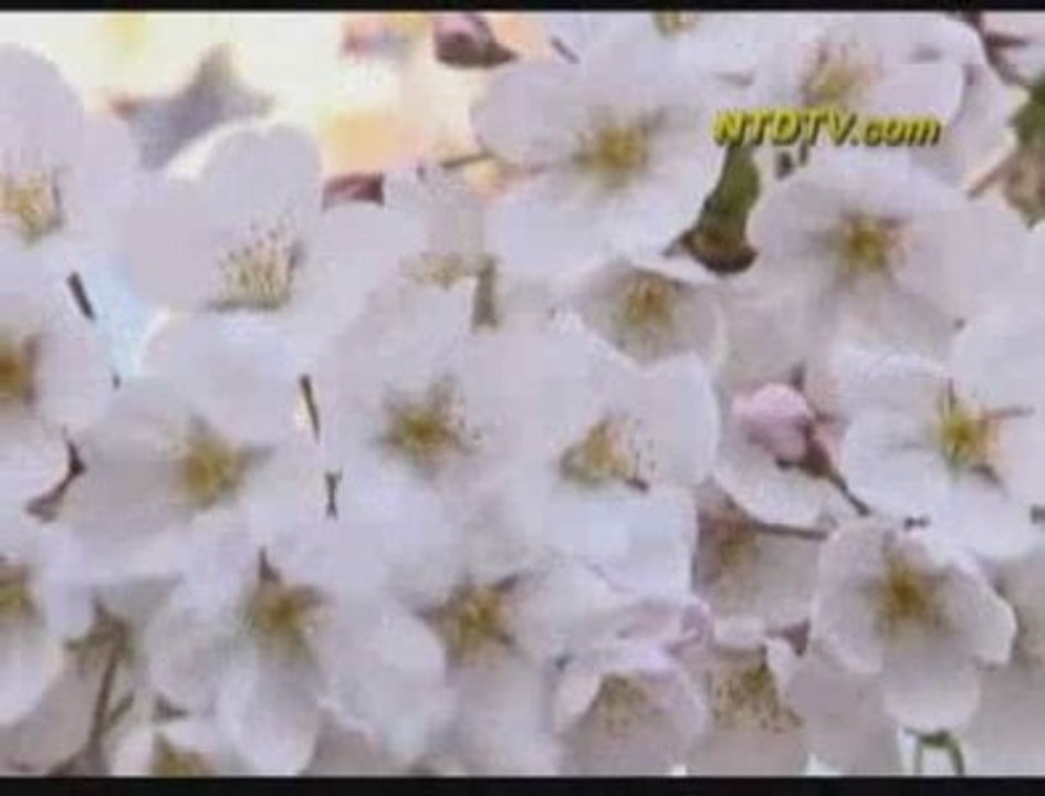 Cherry Blossoms in Full Bloom