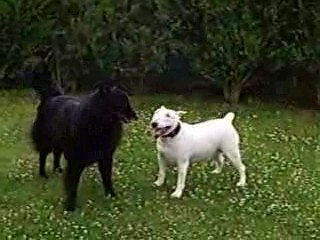 Bull terrier contre Gronendaël