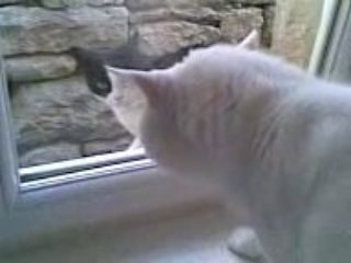 titi en colére la suite