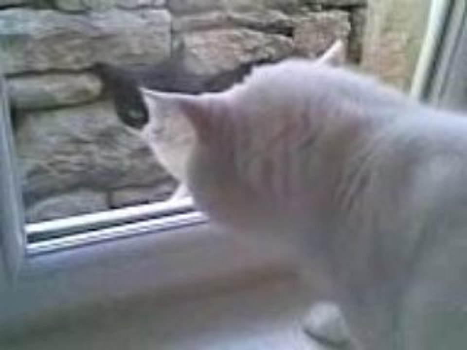 titi en colére la suite