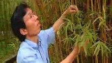 Le bambou une plante mystérieuse 1/3