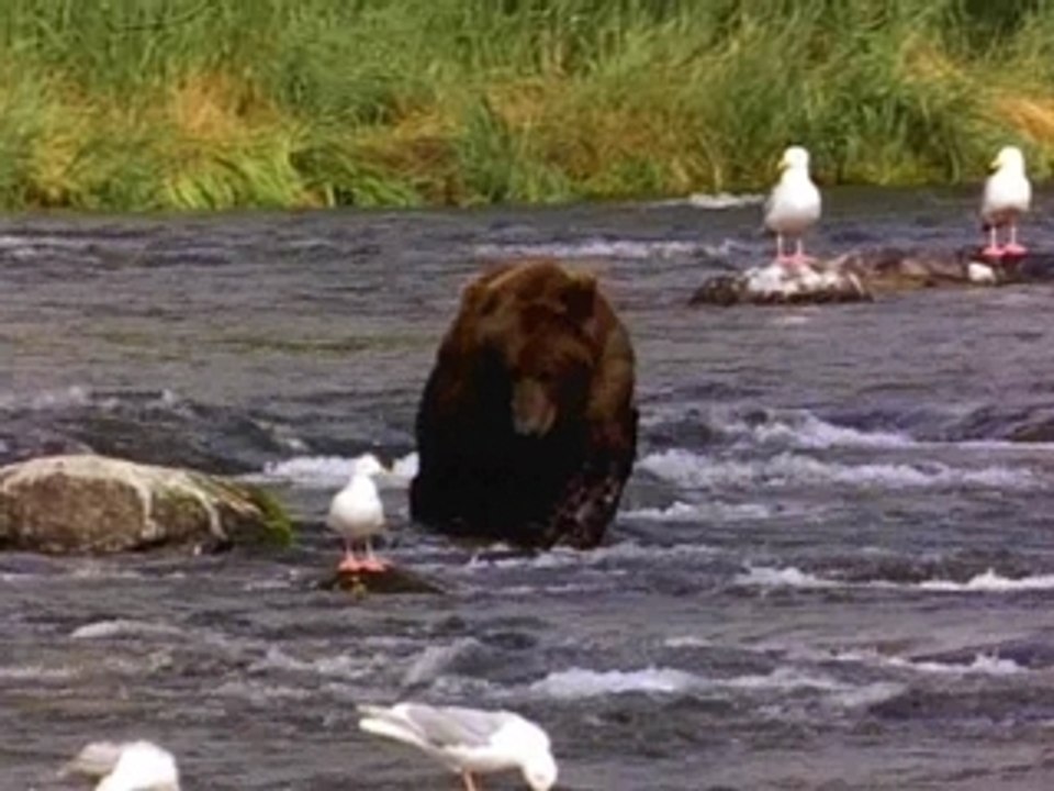 Walking Bear
