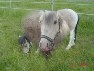 Montage chevaux