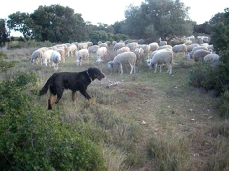 Urkan berger de Beauce regarde les brebis manger