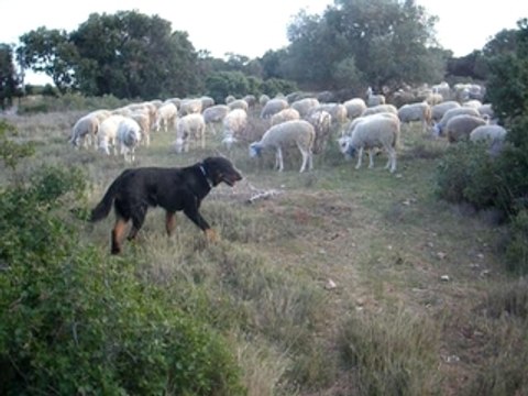 Urkan berger de Beauce regarde les brebis manger