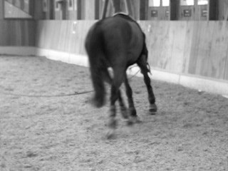 Sirius an de longe