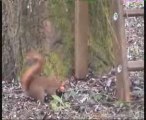 Le garde-manger de l'écureuil
