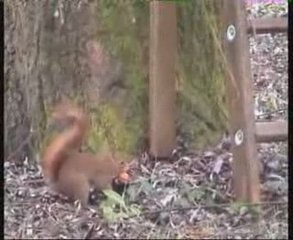 Le garde-manger de l'écureuil