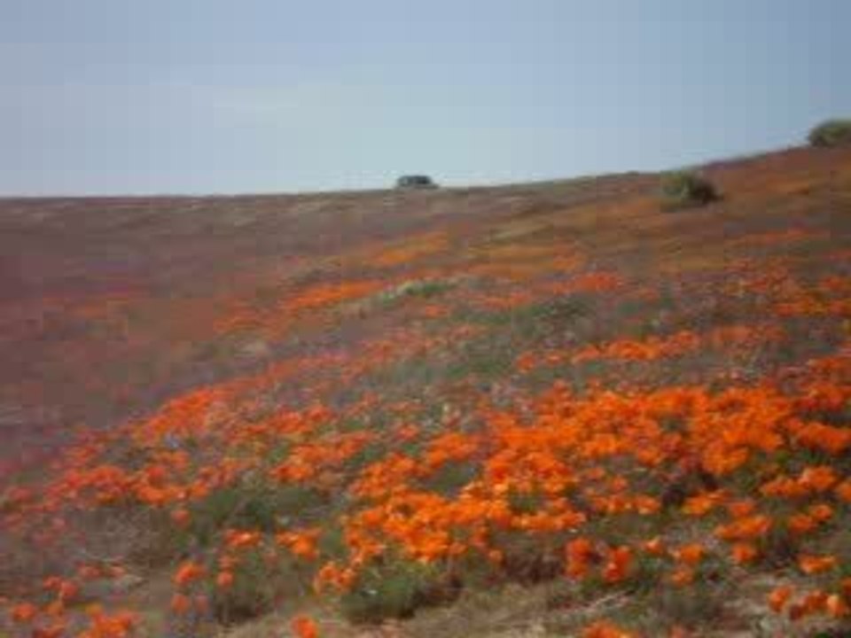 Wild Native California Poppy Fields!