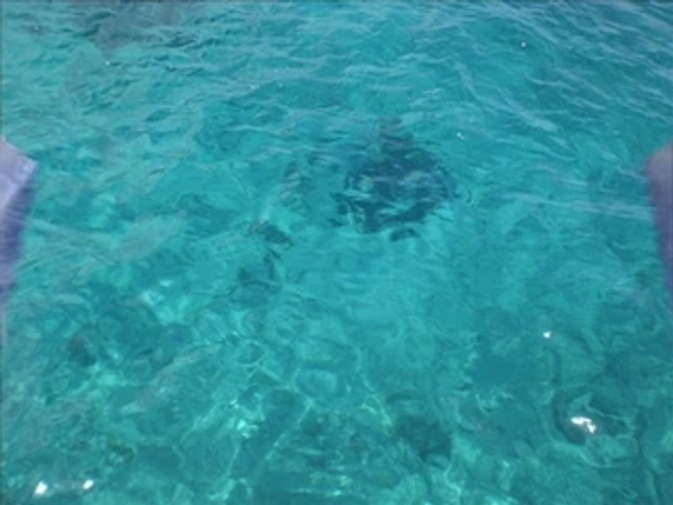 La vie en bleu (version latine)
