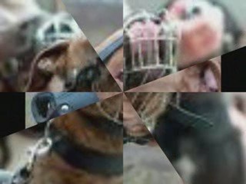 vidéo de chiens dit "dangeureux"
