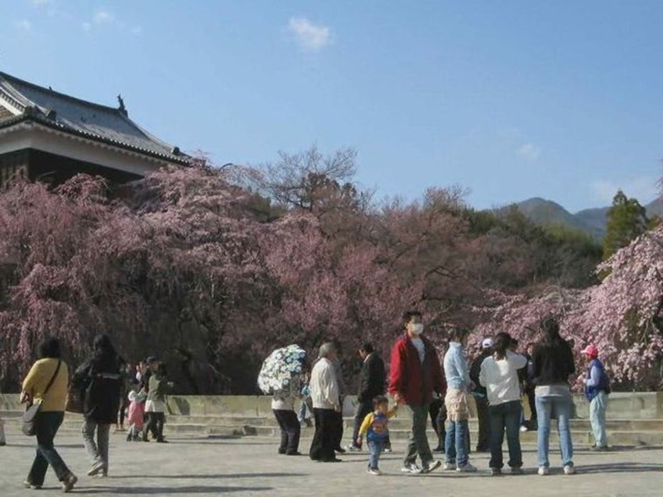 Sakura in Ueda Castle