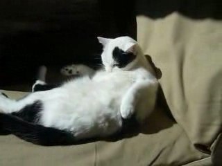 Day3 - Cleaning/Playing