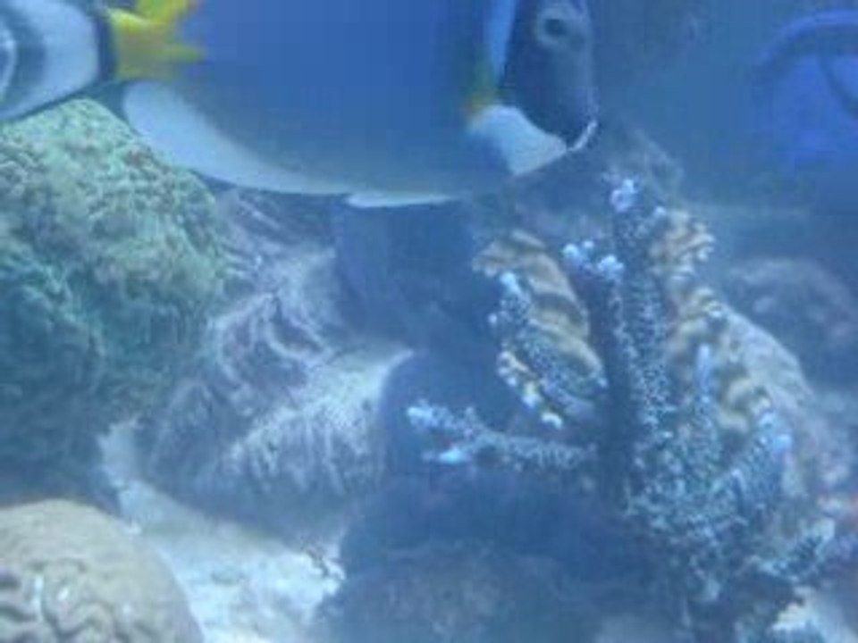 pontes de tricdana dans le bac de marlouche