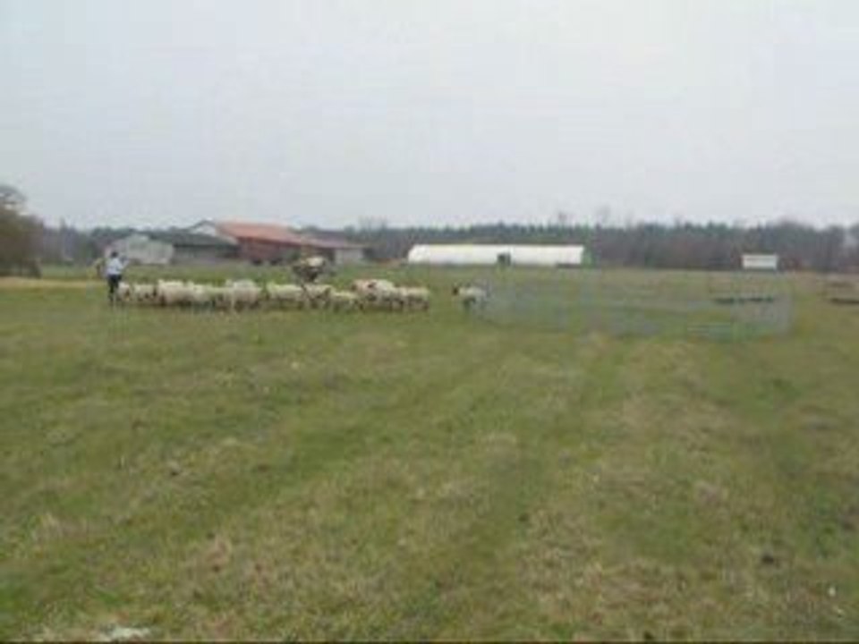 Coco aux moutons avril09 1