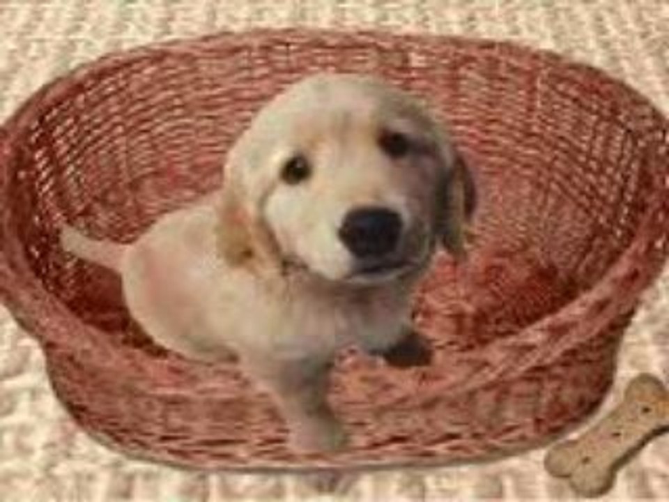Chien_bizzar