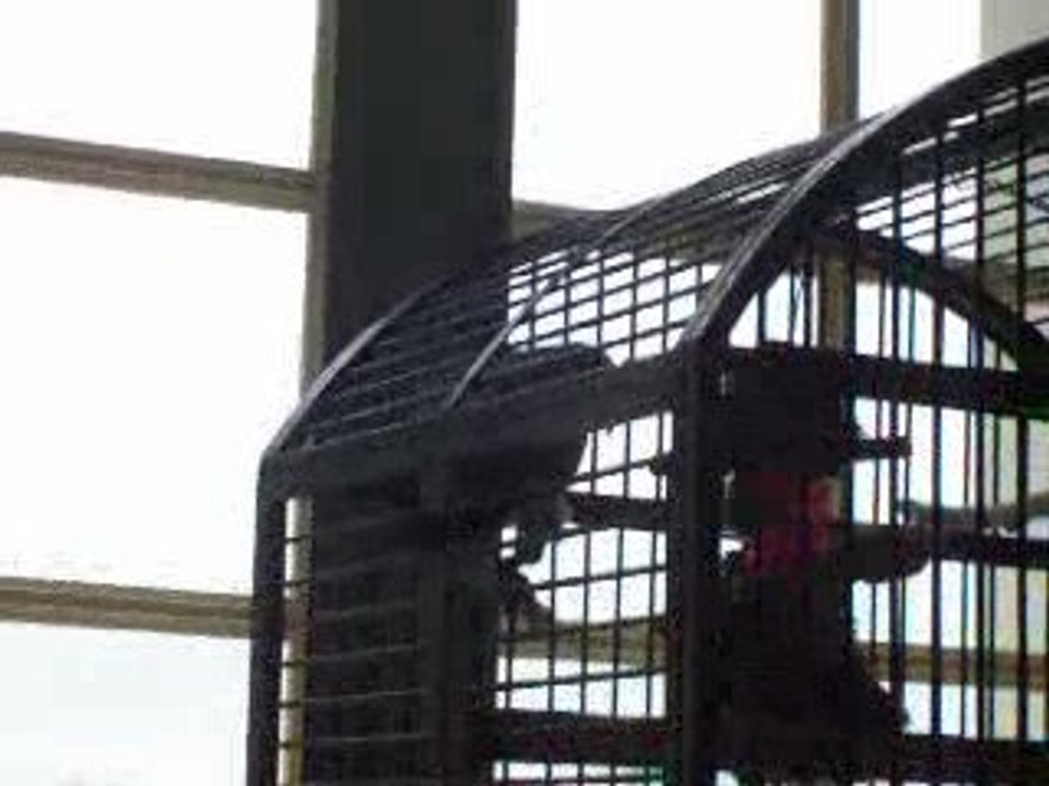 Bonjour francoise et cocotte