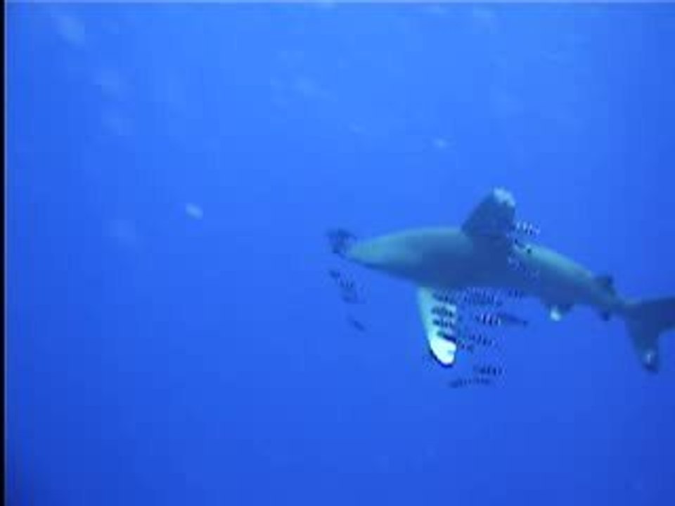 Longimanus