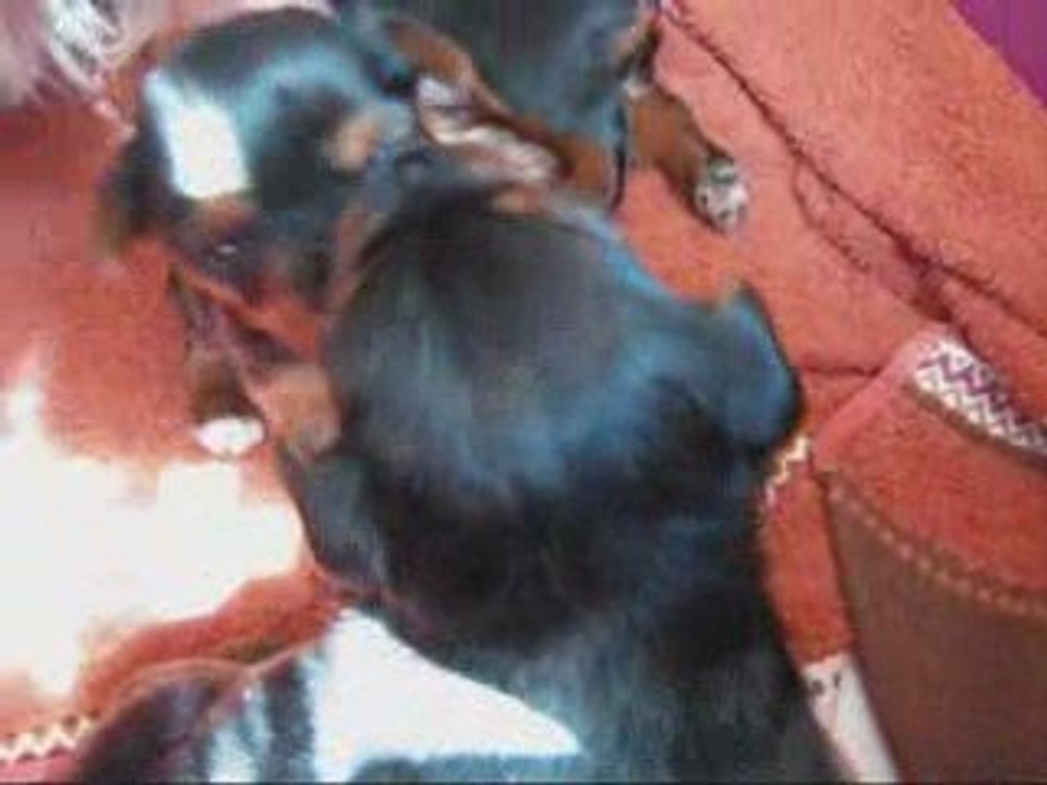 Petits chiots_0001