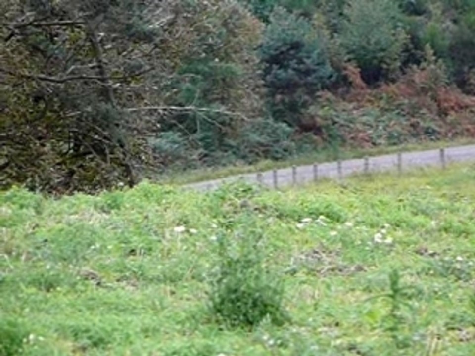mat aux noix 2007