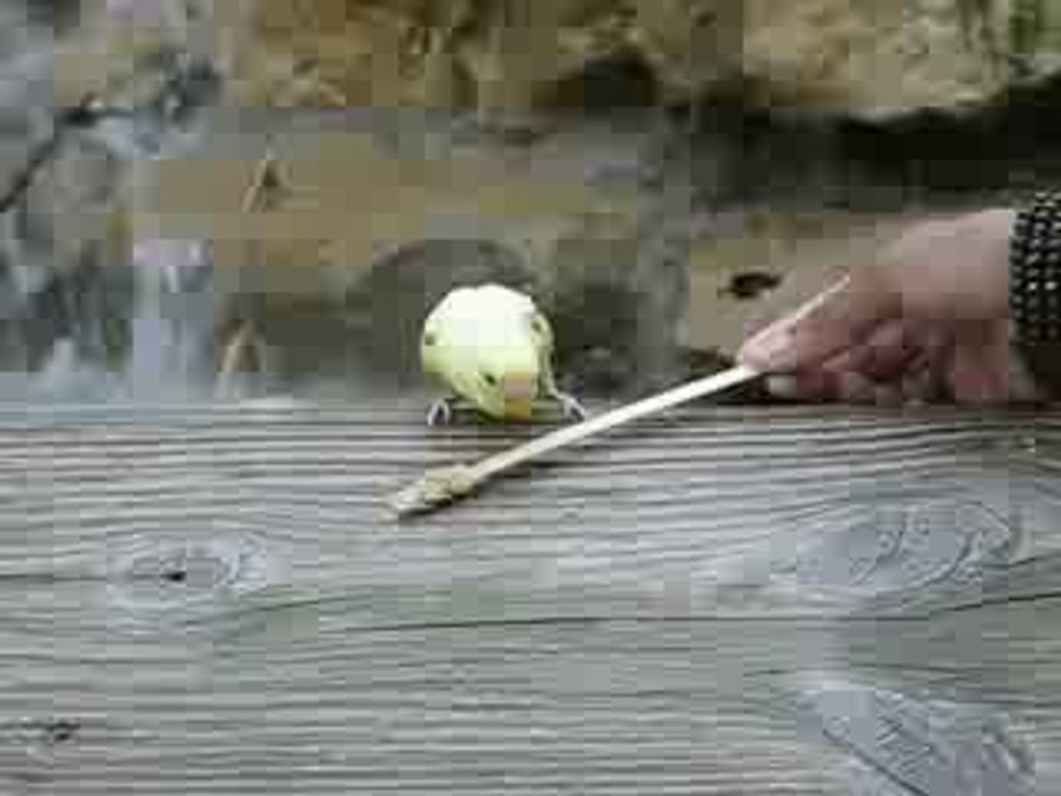 Perikitocomiendo
