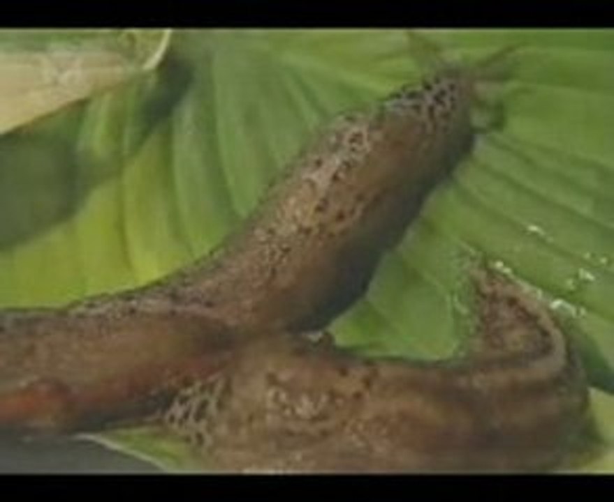 Baurov