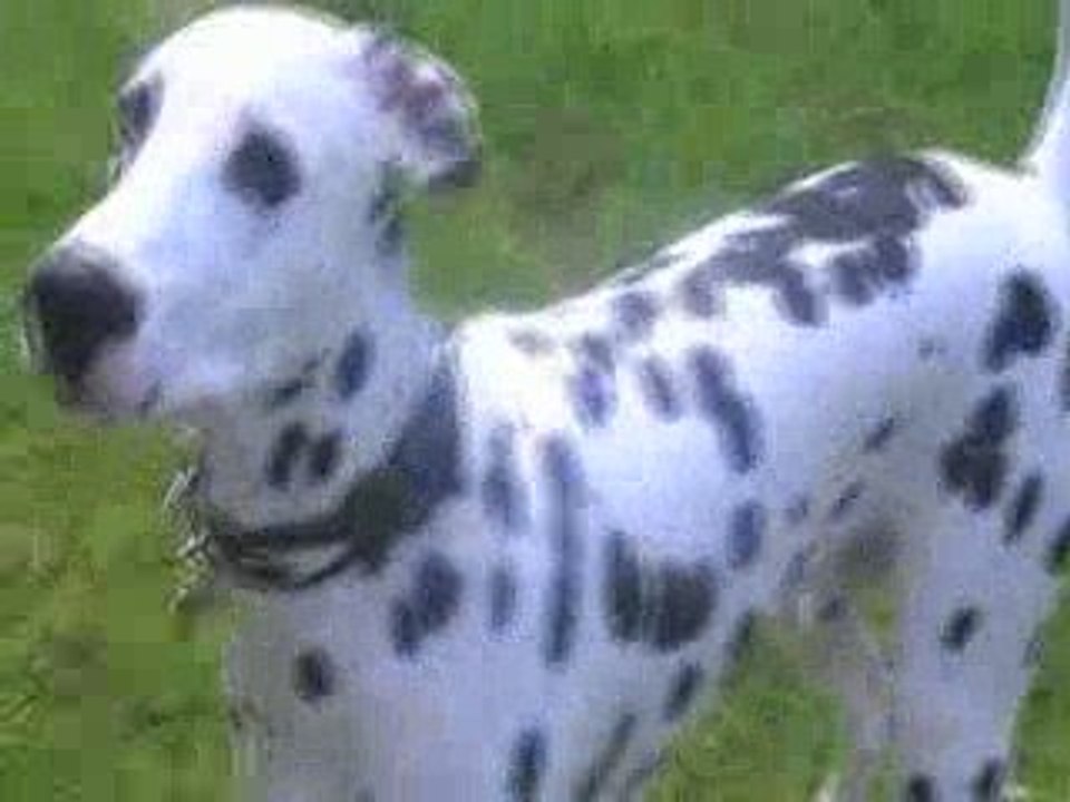 diaz dalmatien