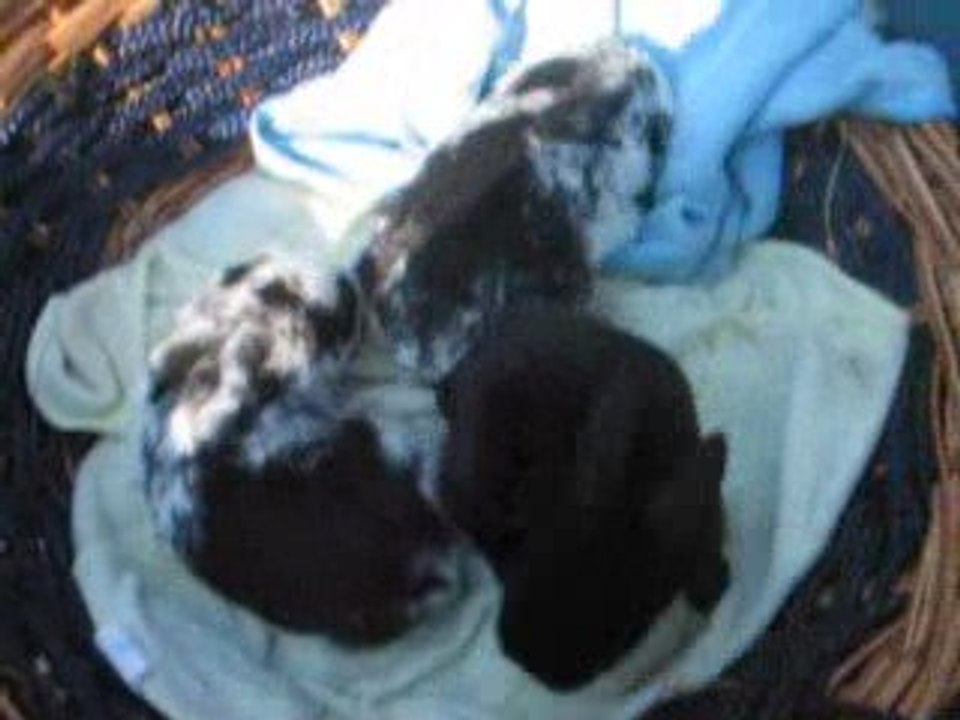 MVI_5687 bébés 13 j