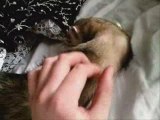 Ferret wakes up