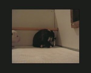 Vidéo chiots blue pearl au 17 j