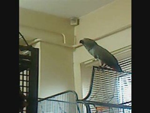 Mon perroquet gris du gabon Pikatchou qui parle