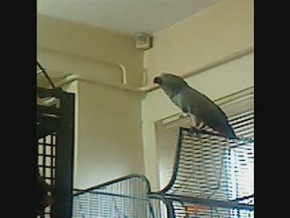 Mon perroquet gris du gabon Pikatchou qui parle