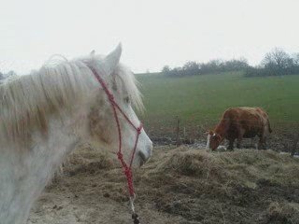 Balade matinale en licol