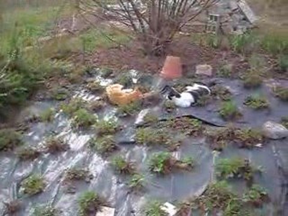 Tirou le chat et son copain se bagarrent dans les fraisiers