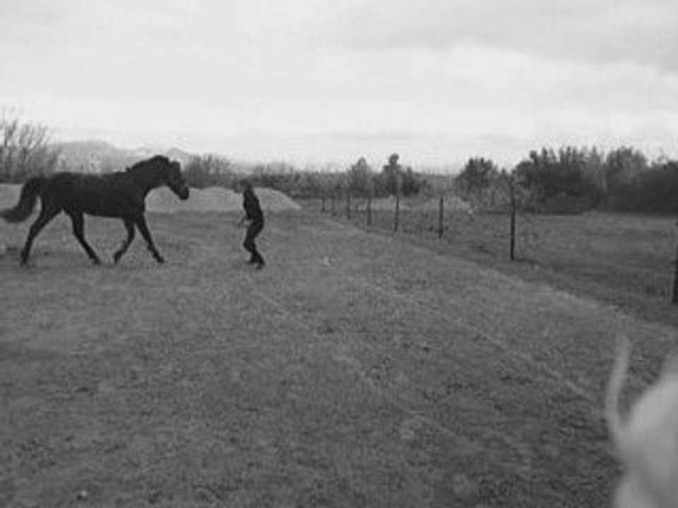Black, Horse, Perfection