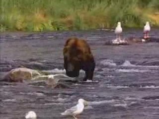 Nounours au marché aux saumons