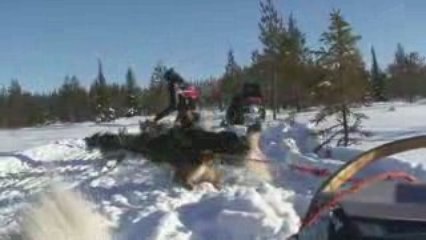 Husky teams ruka
