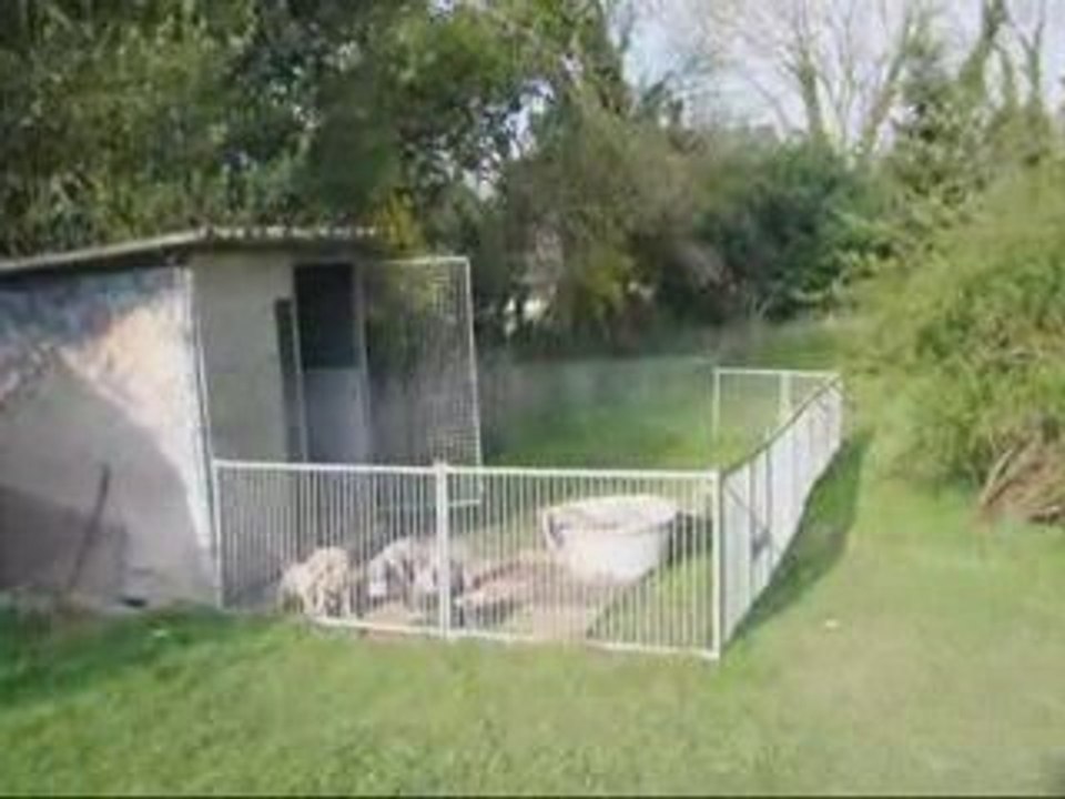 Chiots 6sem de Bonnie & Harper Mars 2009