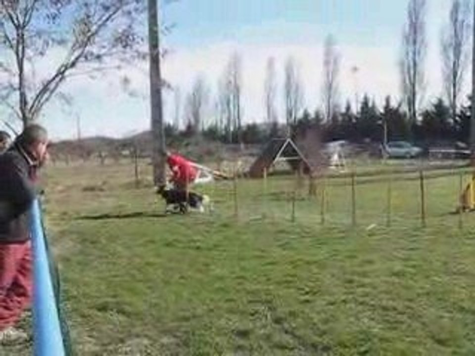 Booba agility concours livron