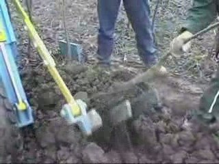 Arrachage noyer pr site web BONE QUALITE